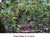 My Gallery: 1acarai2
