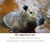 My Gallery: 37capibara