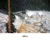 My Gallery: 63silica2