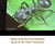 My Gallery: 9ant